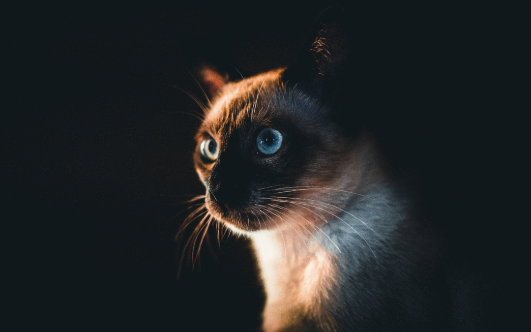 Preventing and Treating Parasites in Pets
